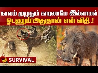 என்னை காப்பாத்திக்க எனக்கு தெரியும்..காட்டுப்பன்றிகளின் சர்வைவல் கதை!