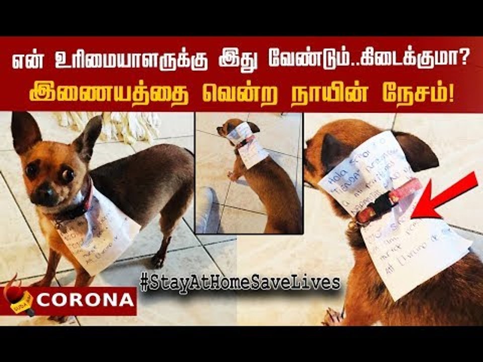Quaratine Mode : தன் நாய்க்குட்டியை கடைக்கு அனுப்பிய உரிமையாளர்!