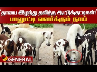 ஆட்டுக்குட்டிகளுக்கு நாய் பால் கொடுக்கும் அதிசயம்!