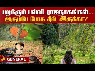 இப்படி ஒரு 'மினி அமேசான்'-க்கு  போயிருக்கிங்களா ?! Agumbe Forest | Falls | Travel | Tourism