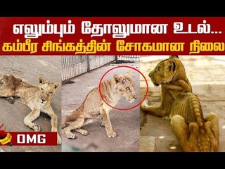 உலகை உலுக்கிய சிங்கத்தின் புகைப்படம்! #SudanAnimalRescue