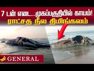 20 அடி நீளம், 7 டன் எடை...இறந்து கரை ஒதுங்கிய திமிங்கலம்!