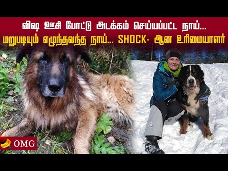 அடக்கம் செய்யப்பட்ட நாய்...! உயிருடன்  எழுந்த வந்த சம்பவம்! #shocking
