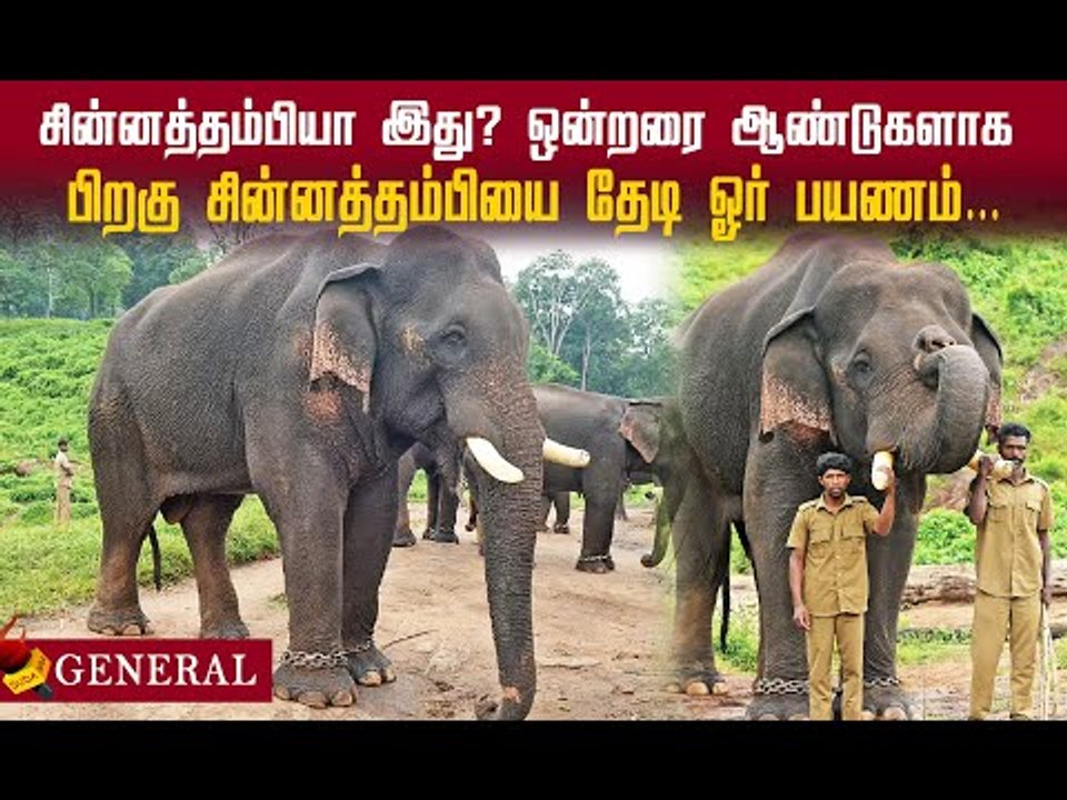 ஒன்றரை ஆண்டு பிறகு 'சின்னத்தம்பி’ யானையின் தற்போதைய நிலைமை..? #chinnathambi