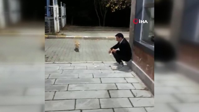 Karslı güvenlikçiler tilkiyi eliyle böyle besledi