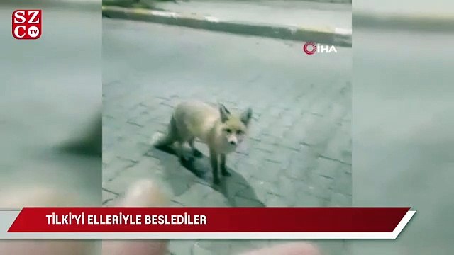 Karslı güvenlikçiler tilkiyi eliyle böyle besledi