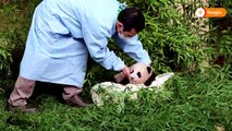 Meet Fu Bao, the first panda born in South Korea