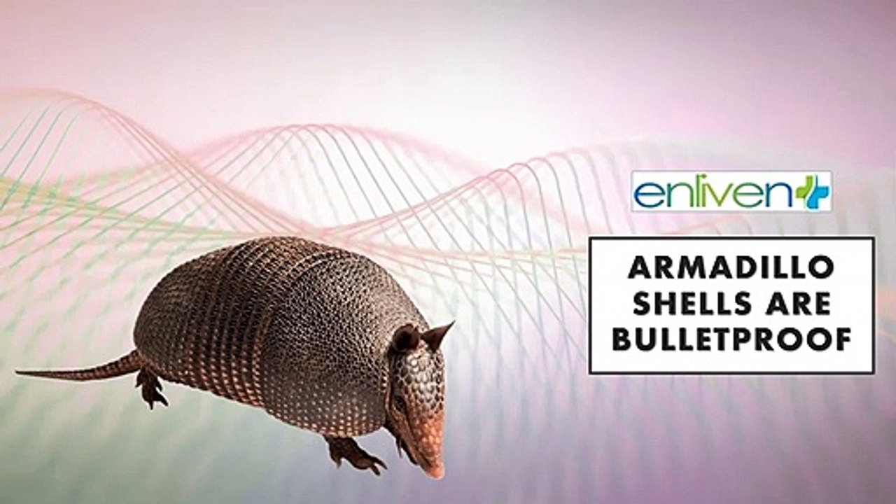 Armadillo shells are bulletproof.