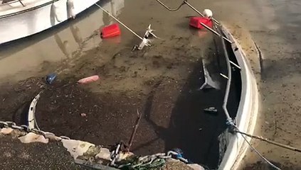 Intempéries : des bateaux ont coulé dans le port de Sausset