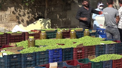 Yağmurun ardından tezgahlar zeytin doldu