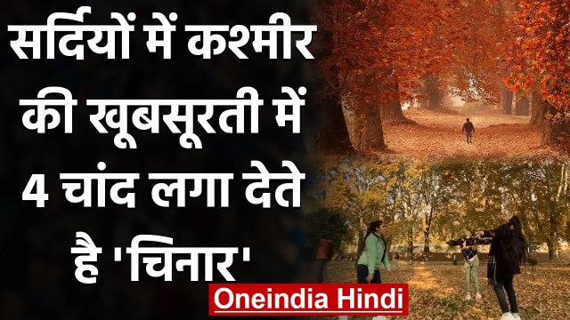 Kashmir की सुंदरता की पहचान है Chinar Tree, सर्दियों में दिखता है ऐसा खूबसूरत नजारा | वनइंडिया हिंदी