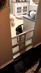 House Haunted by Ghost Doggy