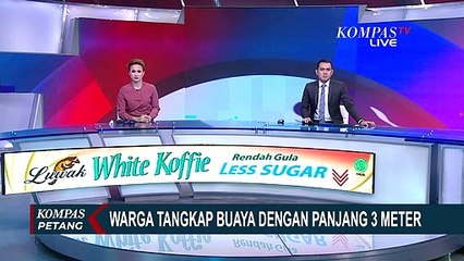 Kerap Memangsa Ternak Warga, Buaya 3 Meter Berhasil Ditangkap!