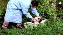 Meet Fu Bao, the first panda born in South Korea