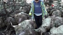Kurtlar sürüye saldırdı, 31 koyun telef oldu
