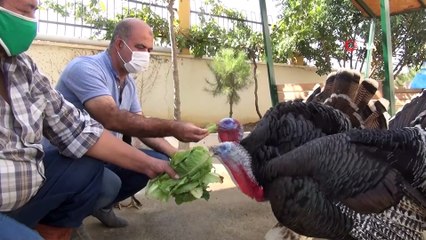 Çiftlik değil 'Okul'