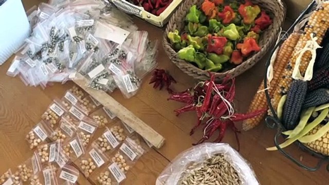 8 bin 870 paket yerli ata tohumu üreticilere dağıtıldı - KAYSERİ