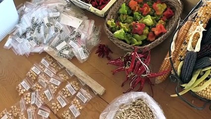 8 bin 870 paket yerli ata tohumu üreticilere dağıtıldı - KAYSERİ