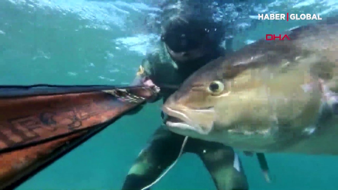 Tam 58 kilo ve 1 metre 80 santim... Zıpkınla avladı!