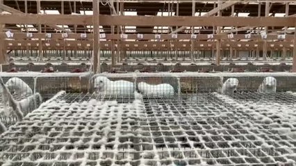 El visón muta el virus y contagia a las personas de Covid 19