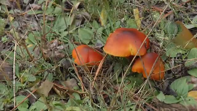 La recogida de setas, una opción segura para desconectar de la pandemia