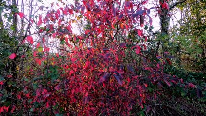 Jasper & Banff National Park