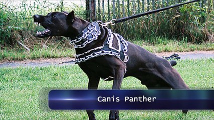 TOP 8 Perros Que Fueron creados para las ¡p3le4s!