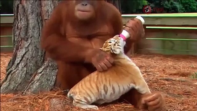 Un orang-outan nourrit des bébés tigres