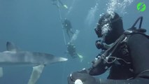 Un requin vient faire un petit bisous à un plongeur