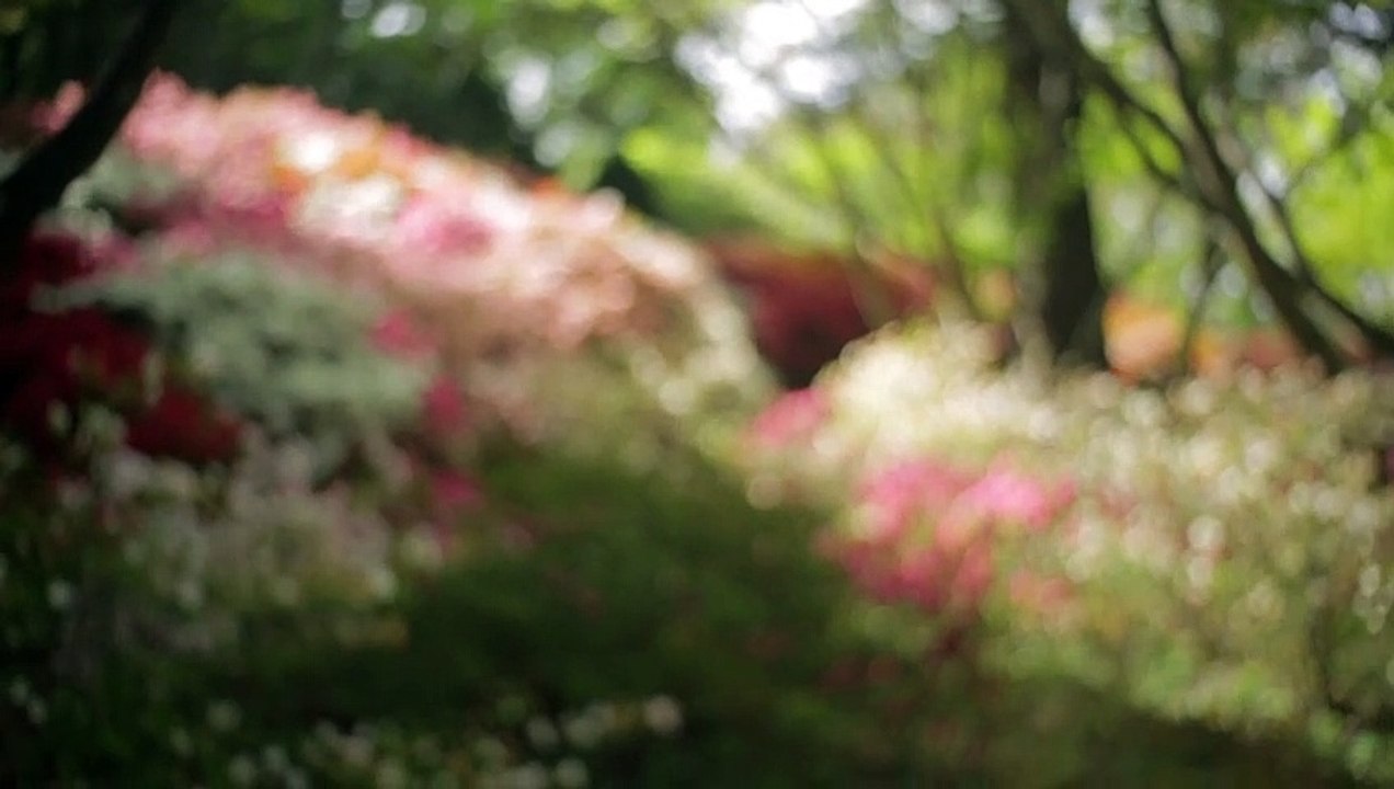 Flowers_Blooms_Spring_Garden_Focus_Pull_Handheld