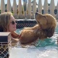 dog enjoys receiving massage inside jacuzzi - dog enjoys receiving massage inside jacuzzi -