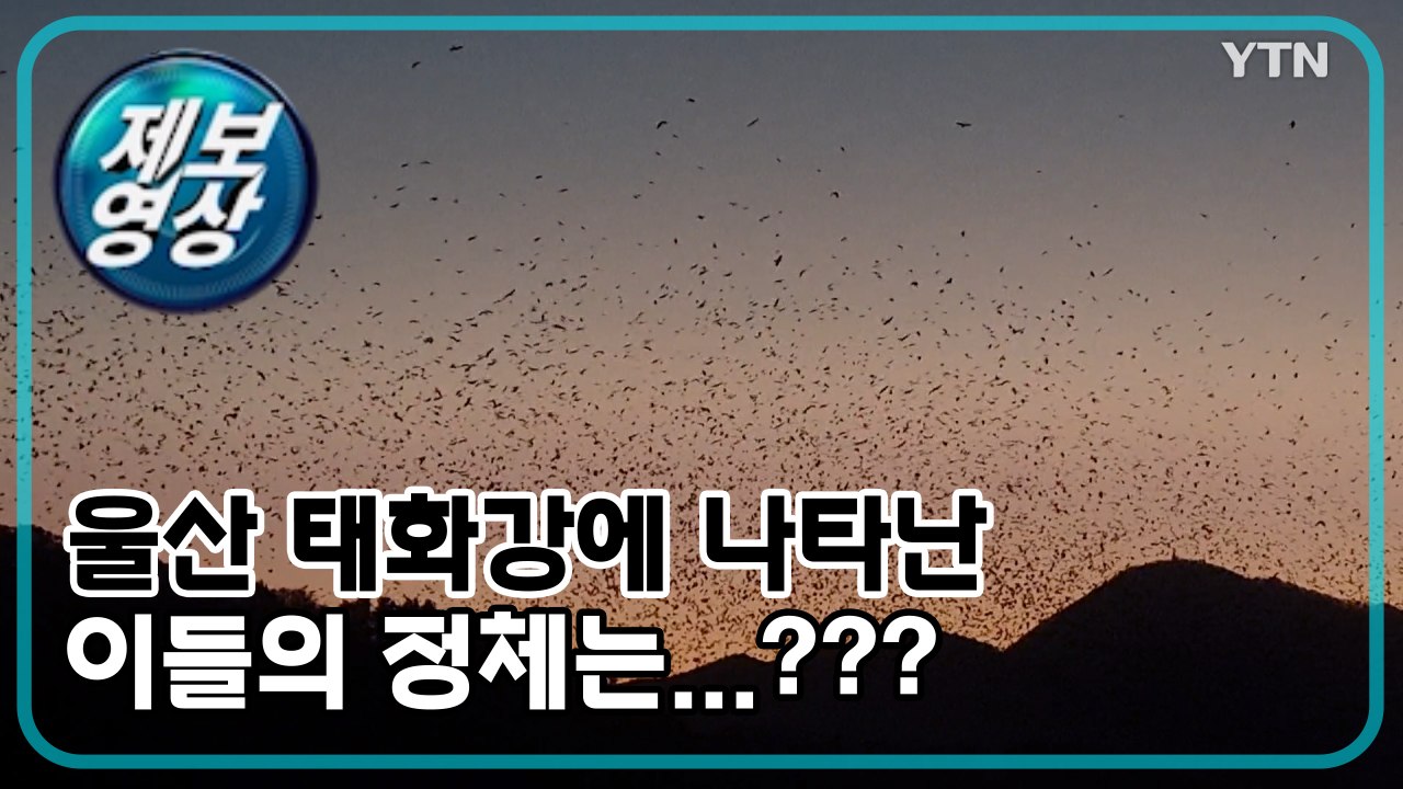 [제보영상] 울산 태화강에 나타난 이들의 정체는...? / YTN