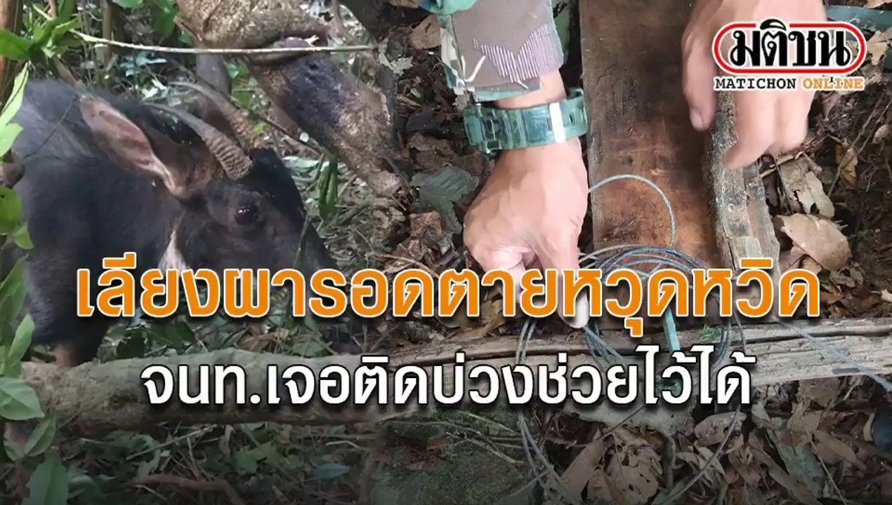 เลียงผารอดตายหวุดหวิด จนท.เจอติดบ่วงช่วยไว้ได้