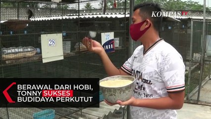 Descargar video: Sukses Budidaya Perkutut, Aset Pria Ini Setara Ratusan Juta Rupiah