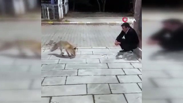 Karslı güvenlikçiler tilkiyi eliyle besliyor