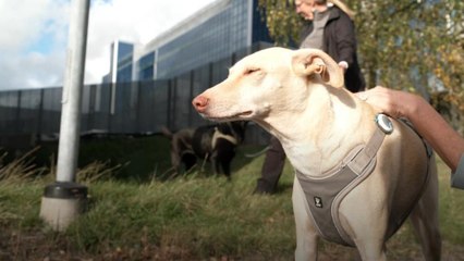 Koronavirüsü koklayabilen köpek Kössi ile tanışın