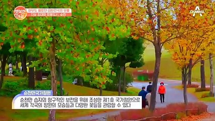 가을꽃이 가득한 순천 '지상 최대의 정원'이 나타났다!