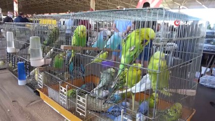 Mini borsada fiyatları 100 ile 1500 TL arasında değişen kanaryalara ilgi yoğun oldu