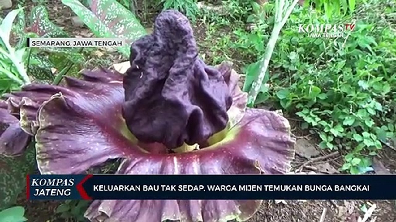 Keluarkan Bau Tak Sedap, Warga Mijen Temukan Bunga Bangkai