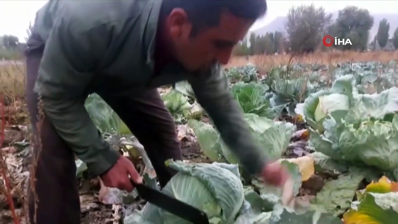 - Lahanaları tarlada kalan çiftçiler iklim şartlarıyla yarışıyor