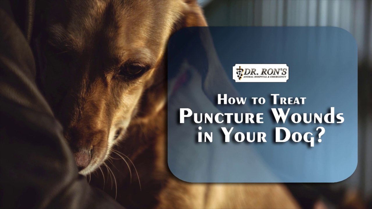 How to Treat Puncture Wounds in Your Dog