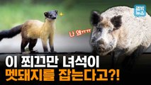 [엠빅뉴스] 귀여워 보이는데 무시무시한 포식자? 멸종위기종의 세계!