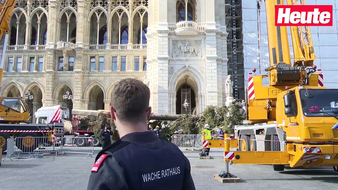 Wiener Weihnachtsbaum als 'Zeichen des Zusammenhalts'