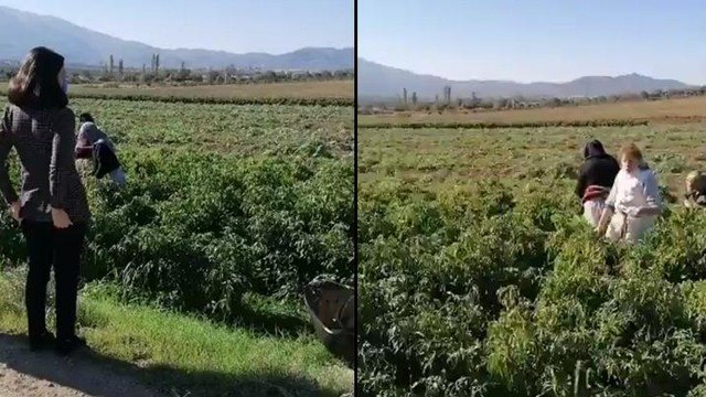 Atanamayan öğretmen tarlada biber topluyor: Artık ümidim kalmadı!