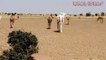 Camels are of course the ship of the desert, the most beautiful desert scenery is when you encounter a camel caravan