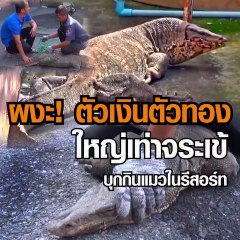 ผงะ! ตัวเงินตัวทองยักษ์ วิ่งเข้ารีสอร์ท กู้ภัยรุดจับคืนธรรมชาติ