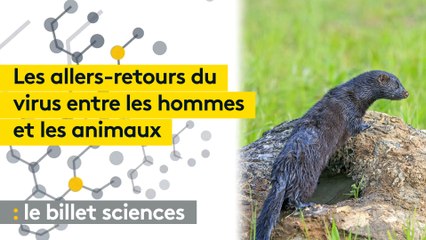 Des vétérinaires veulent rejoindre les conseils scientifiques sur le Covid-19