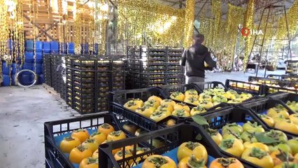 ‘Sarı altın’ cennet hurmasının kilosu dalında 3 lira