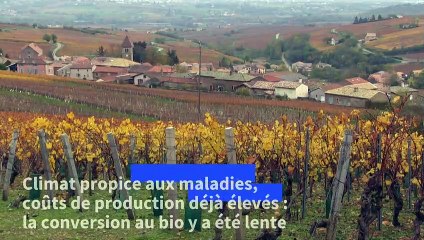 Les vins de Bourgogne se mettent au bio