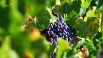 Le Sang des Seigneurs, Esprit de Vignes